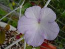 :  > Achimenes, Honzík, Křivůtka (Achimenes)