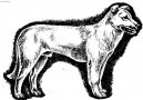 :  > Atlašský vlčák (Aidi, Atlas Mountain Dog)
