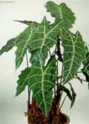Alokázie