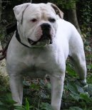 Americký bulldog