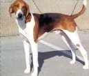 Americký foxhound