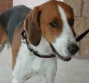 Americký foxhound