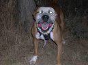 Americký pitbull teriér