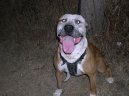 Americký pitbull teriér