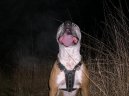 Americký pitbull teriér