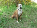 Americký pitbull teriér