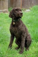 :  > Americký vodní španěl (American Water Spaniel)
