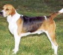 Anglický foxhound