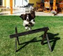 :  > Anglický špringršpaněl (English Springer Spaniel)