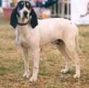 :  > Ariégeois (Ariege Hound)