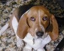 Artésko-normandský basset