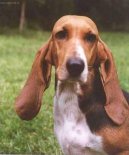 Artésko-normandský basset