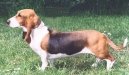 Artésko-normandský basset