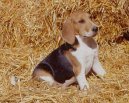 :  > Artoisský honič (Artois Hound)