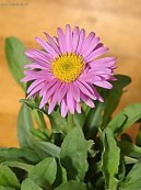 :  > Astra alpínská, hvězdice alpská (Aster alpinus)