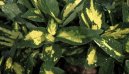 :  > Aukuba japonská (Aucuba japonica)