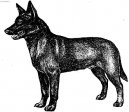 Australská kelpie