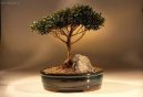 :  > Australská třešeň (Eugenia Myriophylla)