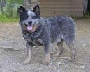 :  > Australský honácký pes (Australian Cattledog)