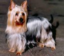 Australský silky teriér