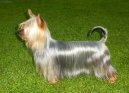 Australský silky teriér
