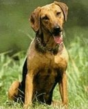 :  > Balkánský honič (Serbski Gonic, Serbian Hound)