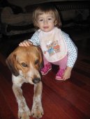 :  > Bígl-Harier (Beagle Harrier)
