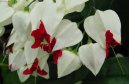 Blahokeř, klerodendrum