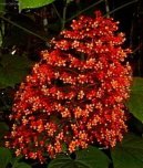 Blahokeř, klerodendrum