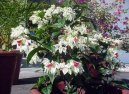 Blahokeř, klerodendrum