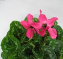 :  > Ciklámen, Brambořík (Cyclamen)