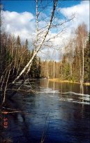 :  > Bříza bradavičnatá (Betula verrucosa Ehrt)