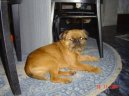 :  > Bruselský grifonek (Griffon Bruxellois, Brussels Griffon)