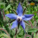 :  > Brutnák Lékařský (Borago officinalis L.)