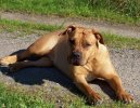:  > Búrský buldok (Boerboel)