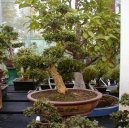 Buxus harlandii, buxus microphylla sinica, Zimostráz