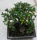 :  > Buxus harlandii, buxus microphylla sinica, Zimostráz (Buxus harlandii, buxus microphylla sinica)