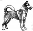 :  > Caanský pes (Canaan Dog)