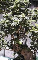 :  > Čaj fuki (Carmona Microphylla)