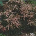 :  > Čechrava (Astilbe arendsii)