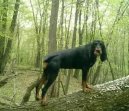:  > Černo-tříslový coonhound (Black and Tan Coonhound)