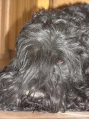 :  > Černý teriér (Black Russian Terrier)