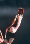 :  > Ceropégie (Ceropegia Woodii)