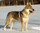 :  > Československý vlčák (Czechoslovakian wolfdog)