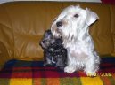 :  > Český teriér (Czech Terrier)