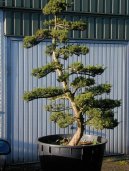 :  > Cesmína (Ilex crenata)
