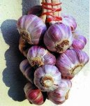 :  > Česnek kuchyňský (Allium sativum L.)