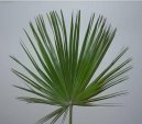 :  > Žumara (Chamaerops humilis)