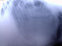 :  > Chirurgie měkkých tkání (Veterinární zákroky)