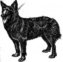 :  > Chorvatský ovčák (Croatian Shepherd Dog)